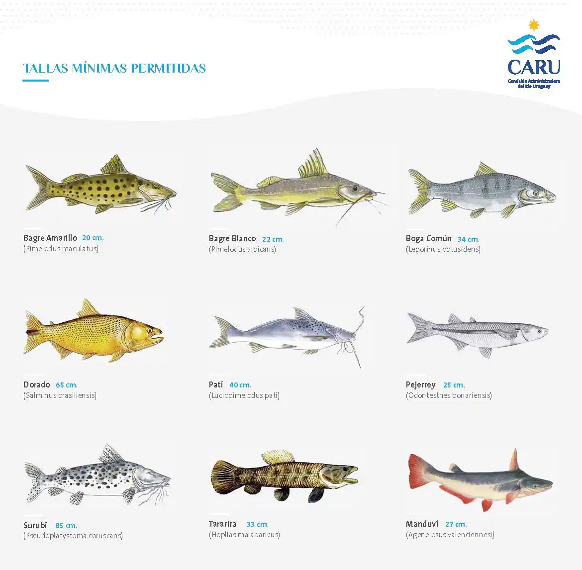 CARU destaca la importancia de respetar la talla mínima de pesca