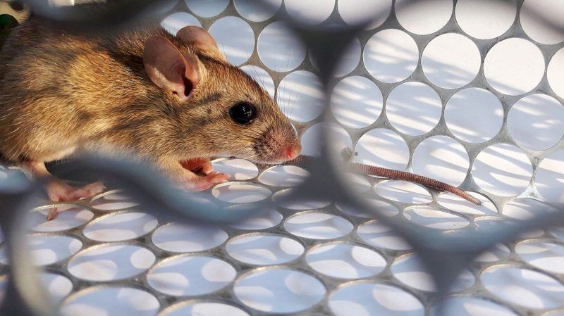 Rosario: se encuentra estable la joven que fue internada tras contraer hantavirus