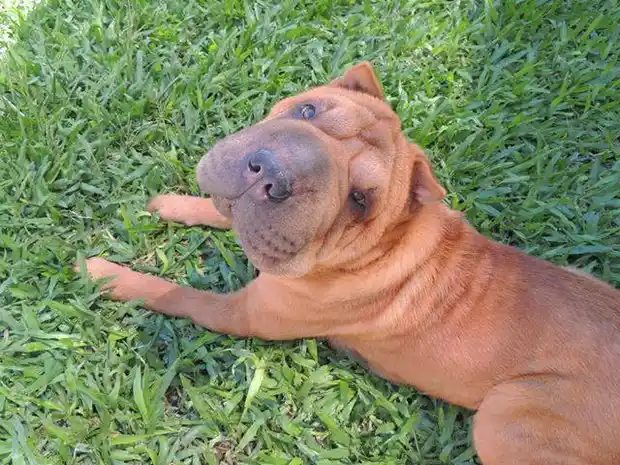 Los filmaron entrando a robar a un domicilio pero todavía los buscan