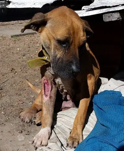 Una perrita murió tras ser maltratada