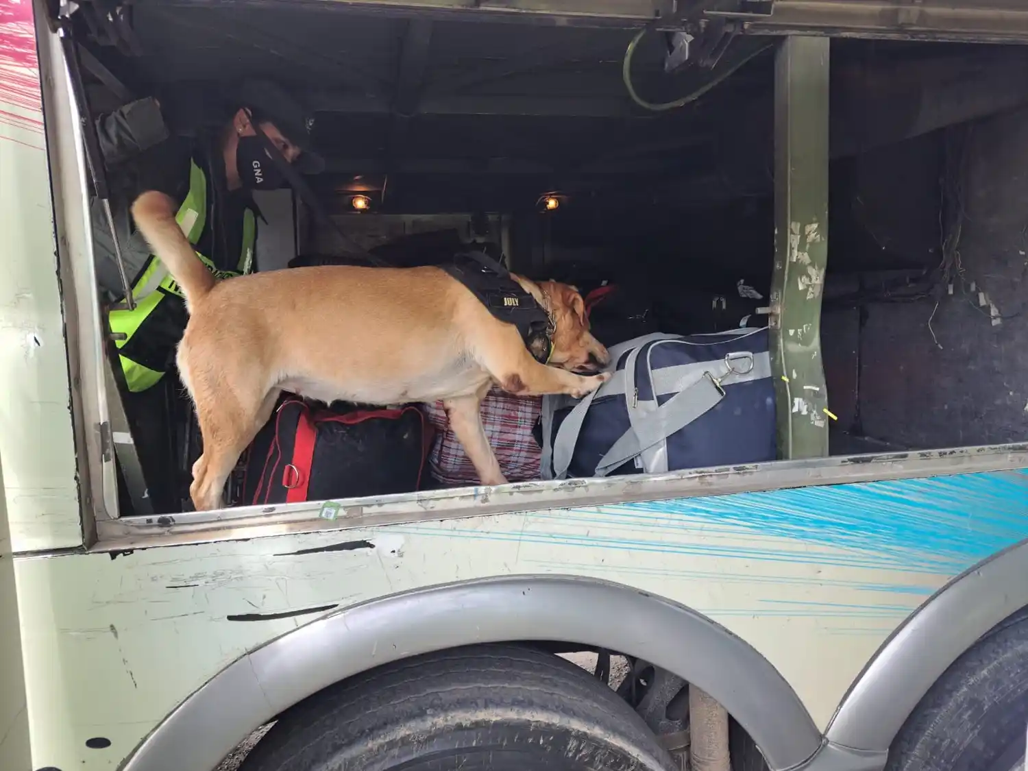 July, el perrito de Gendarmería que descubrió droga valuado en más de $10 millones