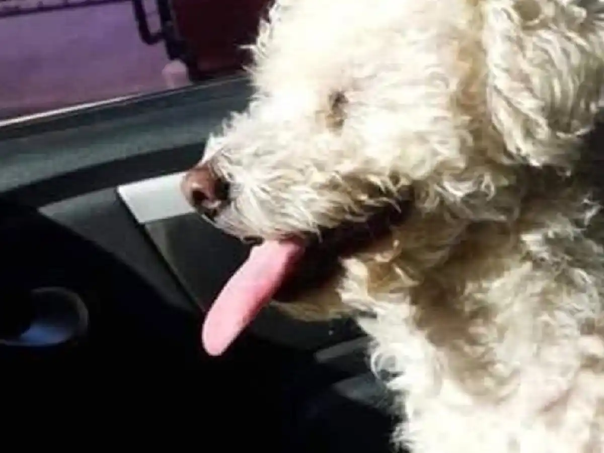 Secuestró al perro de su ex novia para que lo desbloquee 