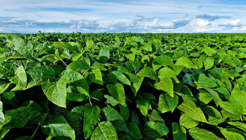 La realidad ambiental de los últimos treinta días fue óptima para los cultivares de soja.