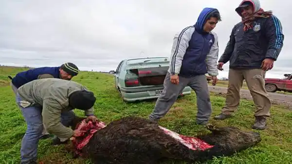 Un grupo de vecinos faenó las vacas que murieron tras un vuelco 