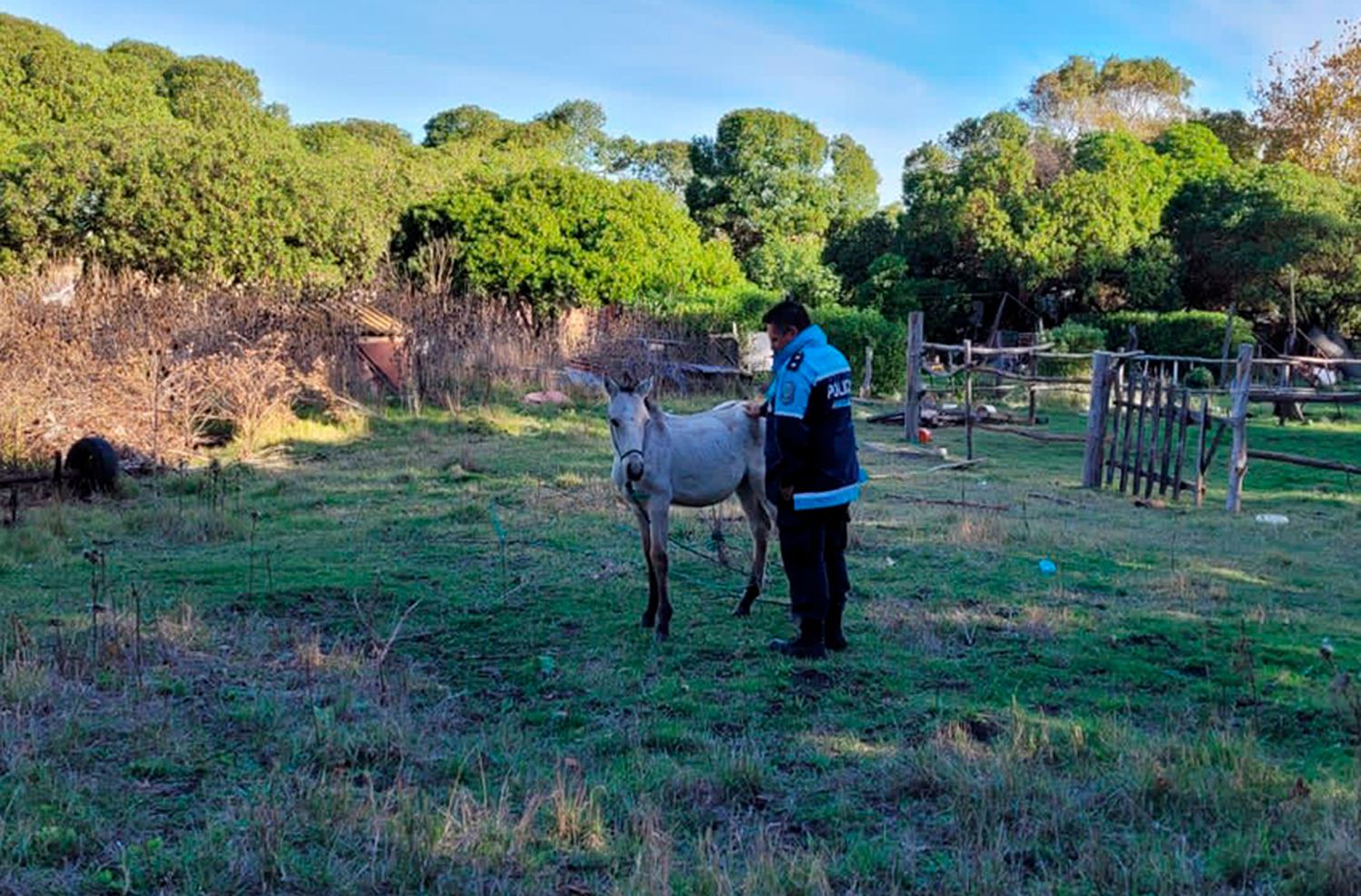 Rescatan a un potrillo en "estado de desnutrición" e inician causa penal