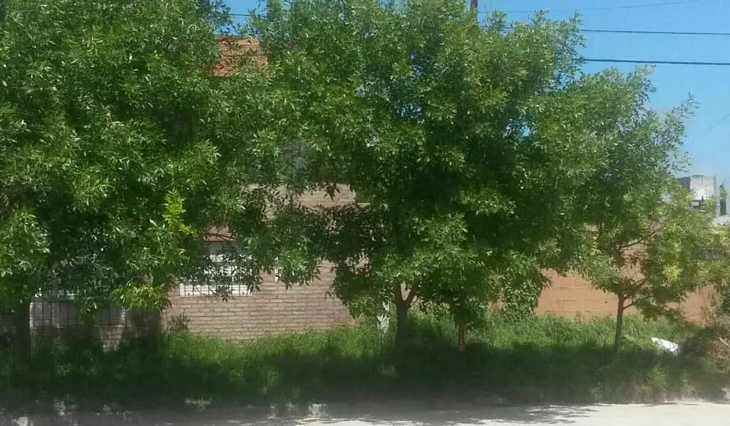 Los yuyos invaden la vereda