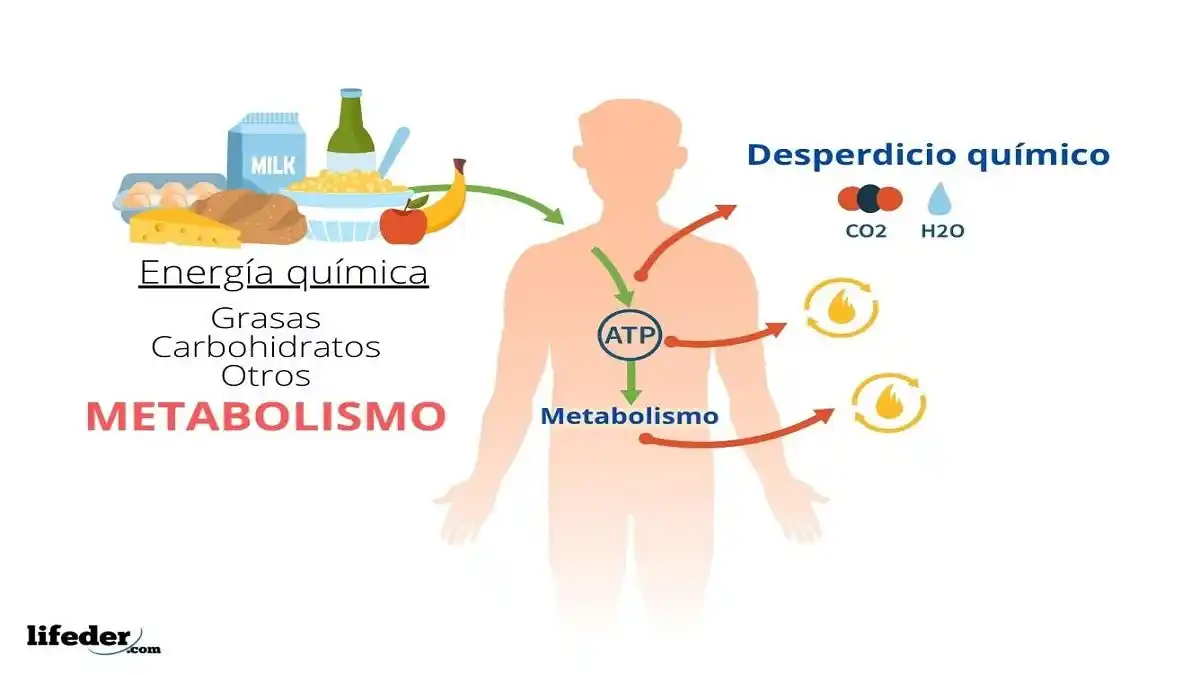 METABOLISMO ¿Qué es y qué importancia tiene para la salud?