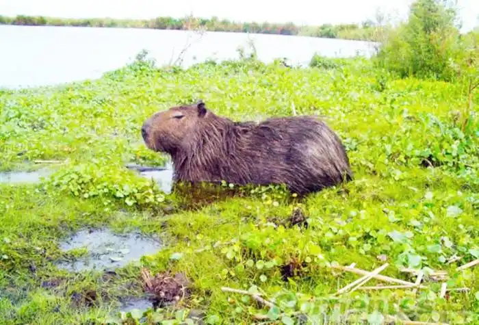 Santo Tomé ya está habilitado para el turismo interno