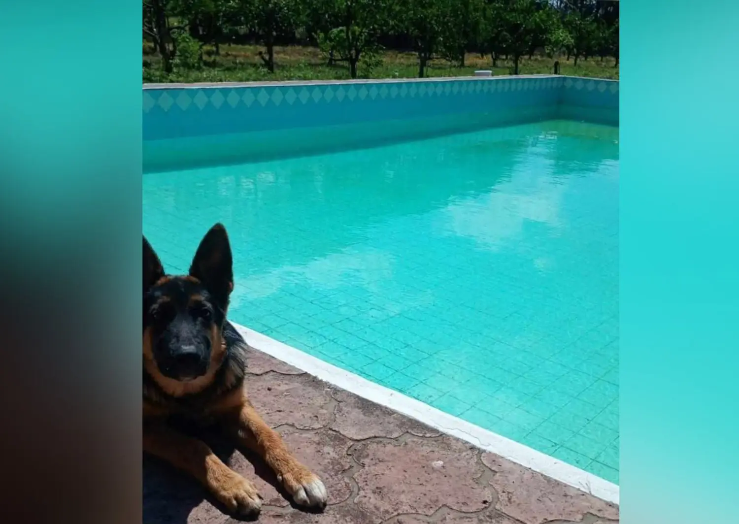 Mascotas: dueños buscan a Muñeco