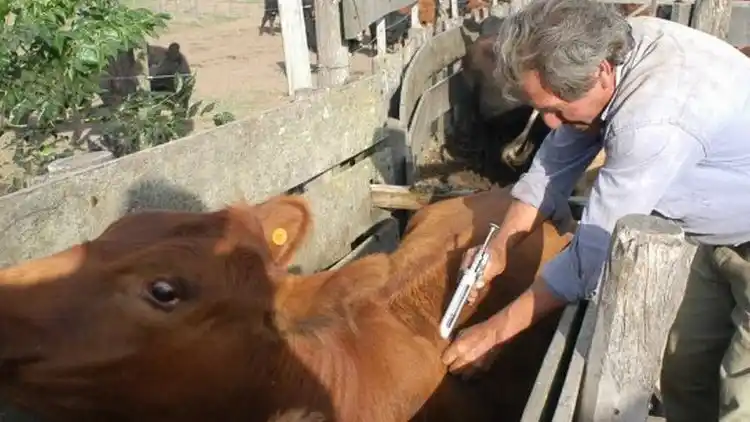 Santa Fe definió el calendario 2026 de vacunación antiaftosa con cambios en fechas y esquema sanitario