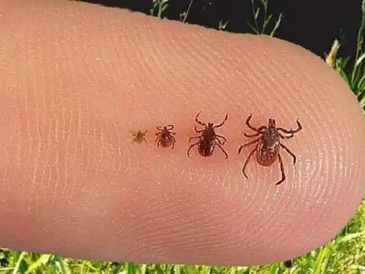 ¡CUIDADO con la ENFERMEDAD de LYME! Sin tratamiento puede ser peligrosa