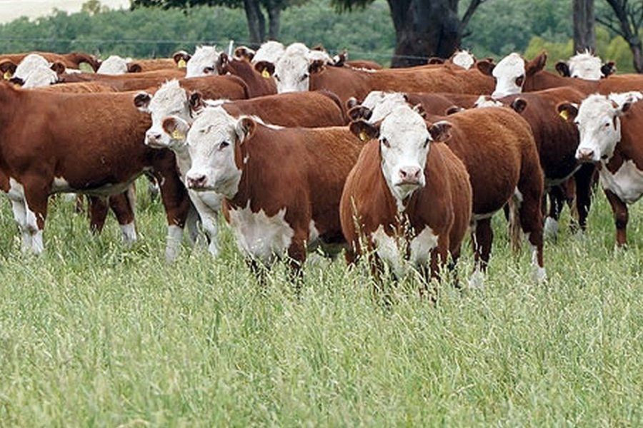 Alerta en la ganadería: grandes dificultades para recuperar el stock ganadero