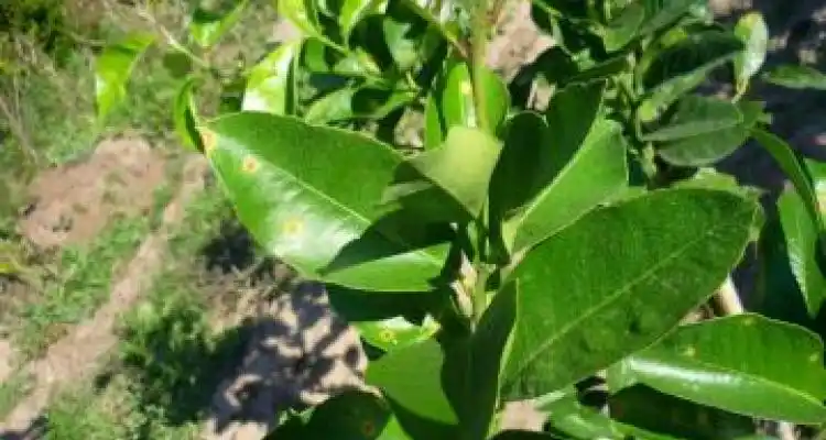 Aguardan los resultados de las muestras por las manchas en plantas