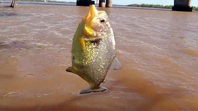 La palometa: cómo y por qué ataca el pez de río que es pariente de la piraña