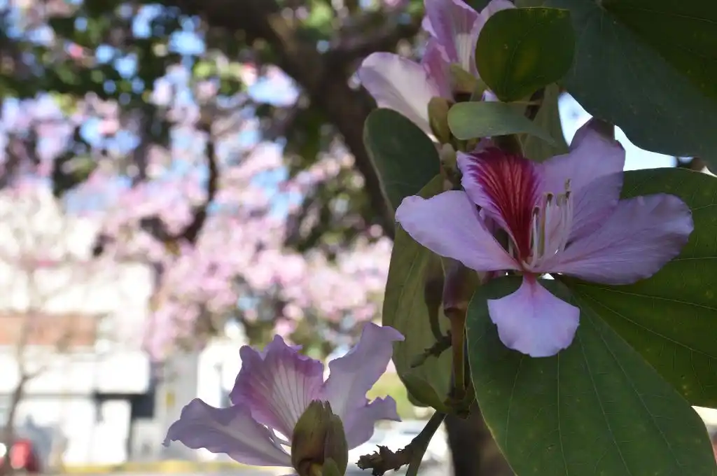 Cómo estará el clima en Santa Fe en el último fin de semana primaveral del año