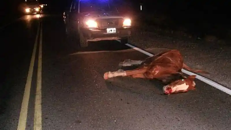 Autovía 14: Un caballo suelto casi provoca una tragedia