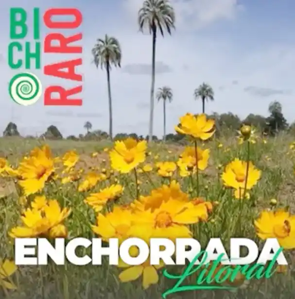 Grupo local multiplica por 50 sus visitas a spotyfy por un video viral de tik tok 