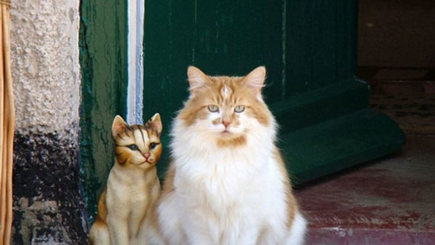 Murió el gato más viejo del mundo: Tenía el equivalente a 150 años humanos