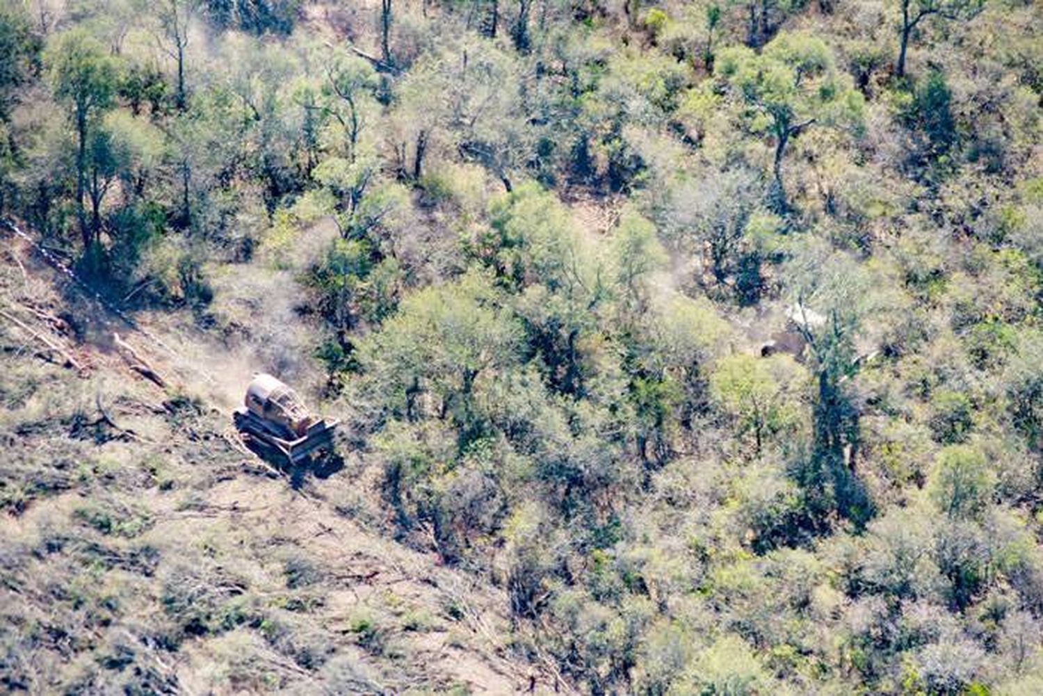 Salta: podrían deforestar en un mes más que en todo 2020