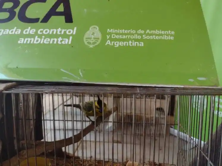 Ambiente decomisó cardenales amarillos en Entre Ríos
