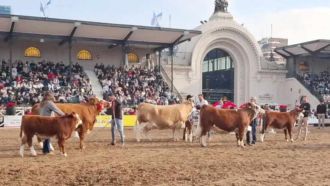 La Cabaña La Fraternidad competirá en la Exposición Rural de Palermo con ejemplares Simmental