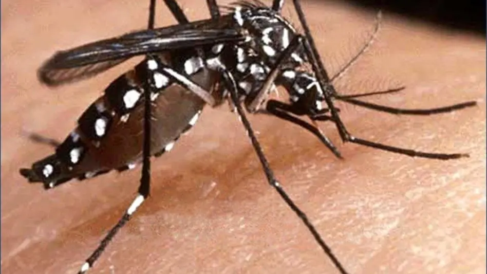  Directora de Salud del municipio:"Hay que mantener cuidados preventivos frente a la circulación de dengue"