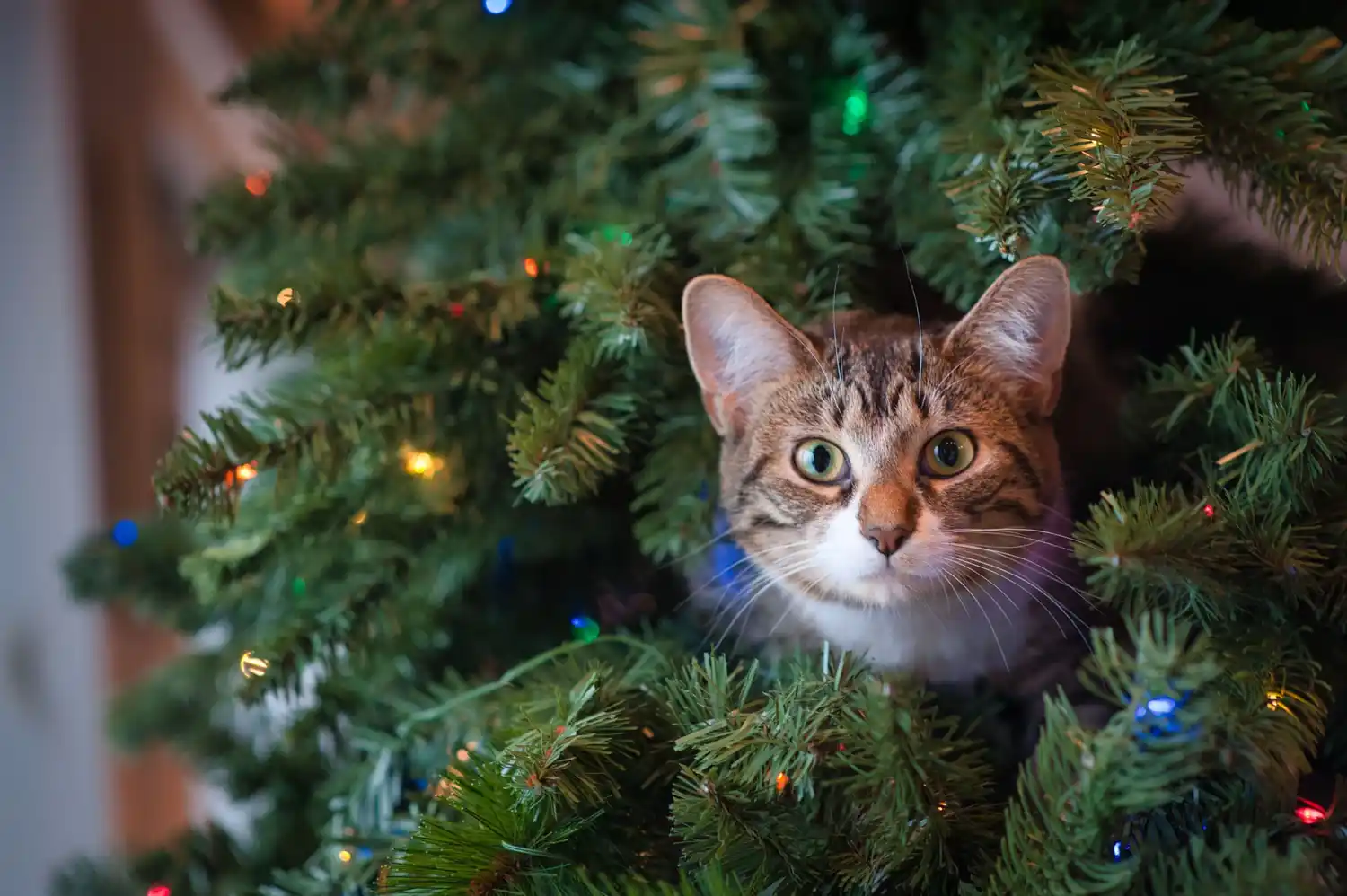 gato arbol de navidad - 1