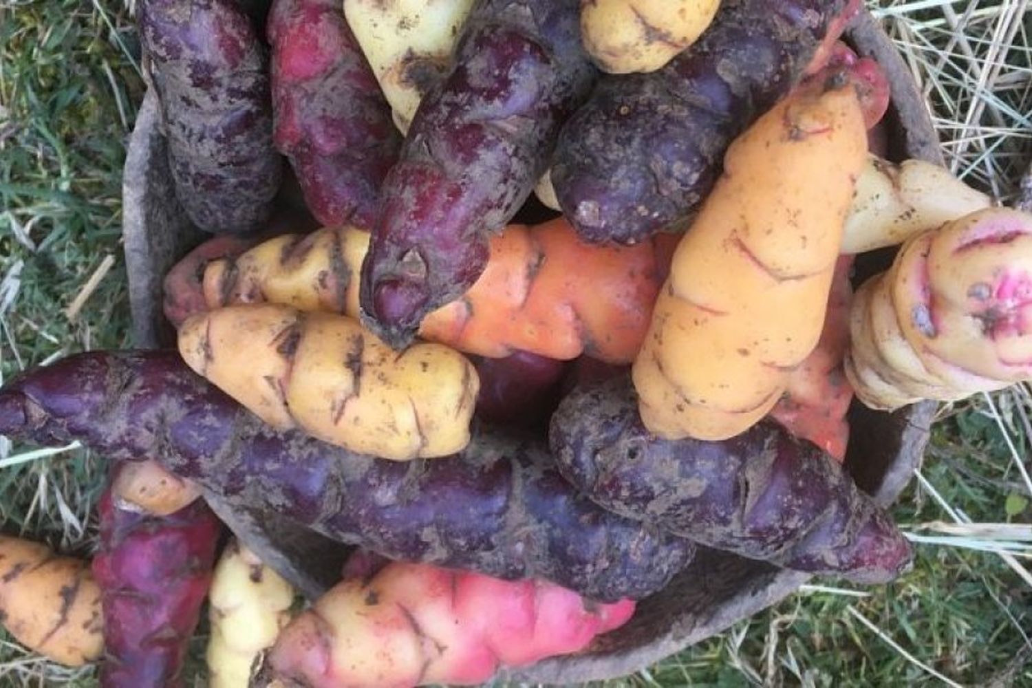 Variedades de oca en los Andes bolivianos.