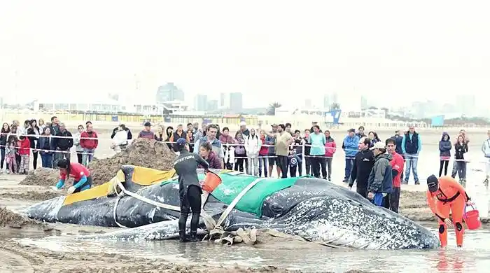 Murió la ballena encallada en Punta Mogotes