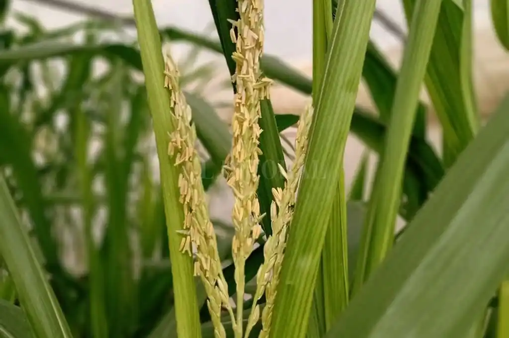 Reservas hídricas regulares en el oeste de Santa Fe