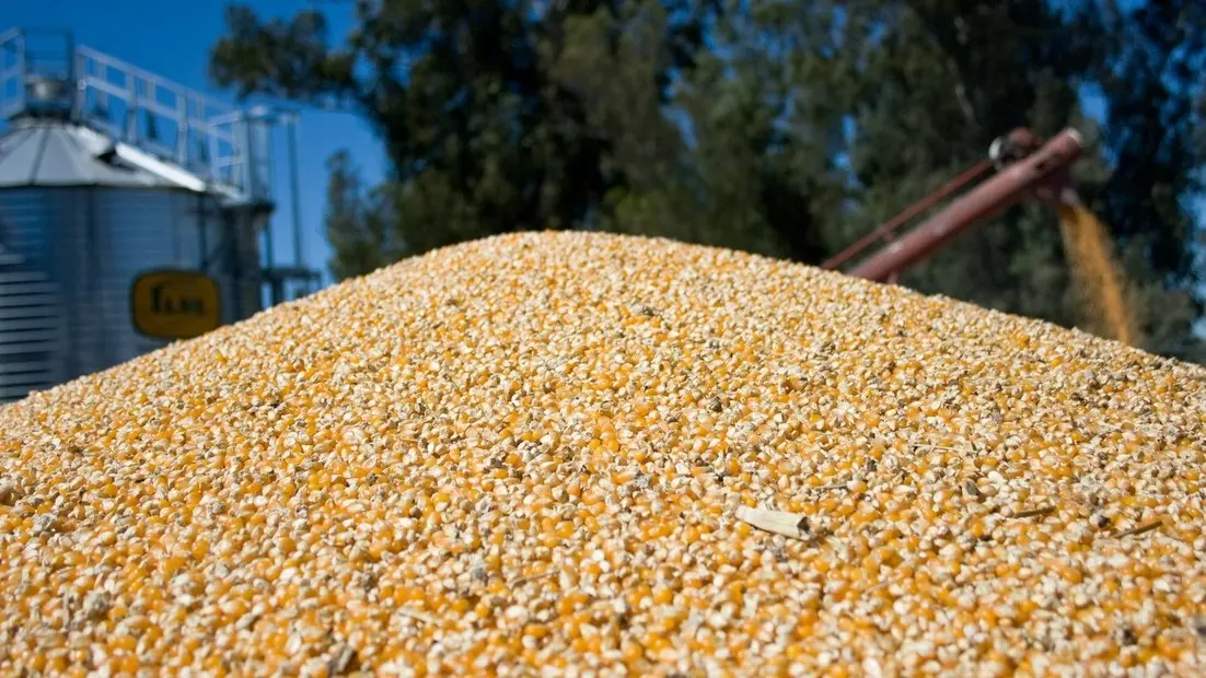 El salto en la producción de maíz impulsó la mayor estimación de la liquidación del campo.