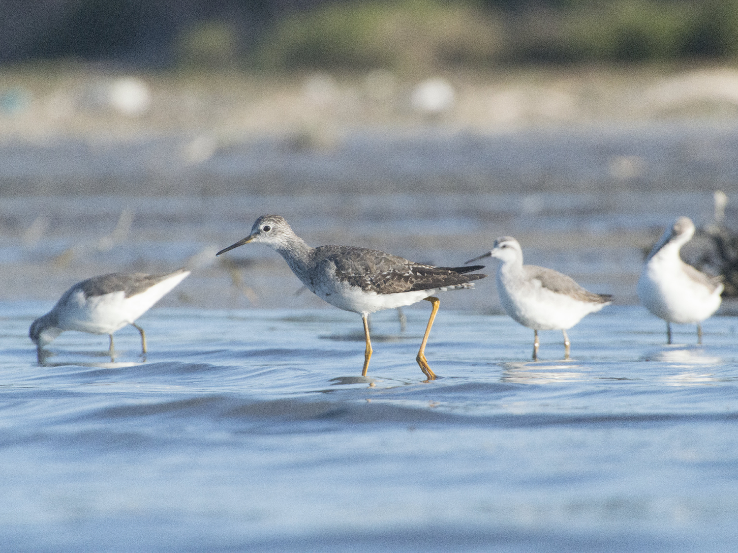 Un avistaje guiado para censar aves playeras de Mar Chiquita                  