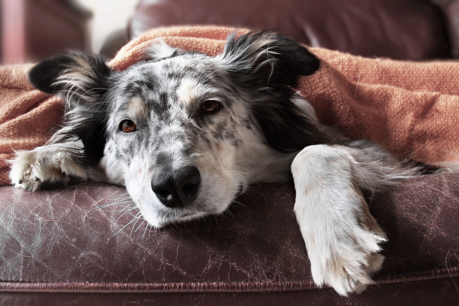 ¿Es verdad que los perros solo ven en blanco y negro?