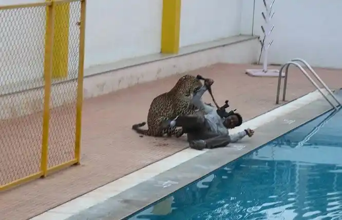 VIDEO: un leopardo entró a una escuela y dejó a cinco personas heridas