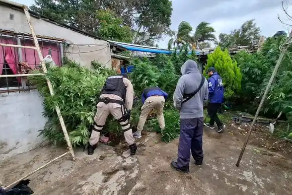 Desbaratan una banda dedicada a la venta de drogas: el líder operaba desde la Cárcel de Batán