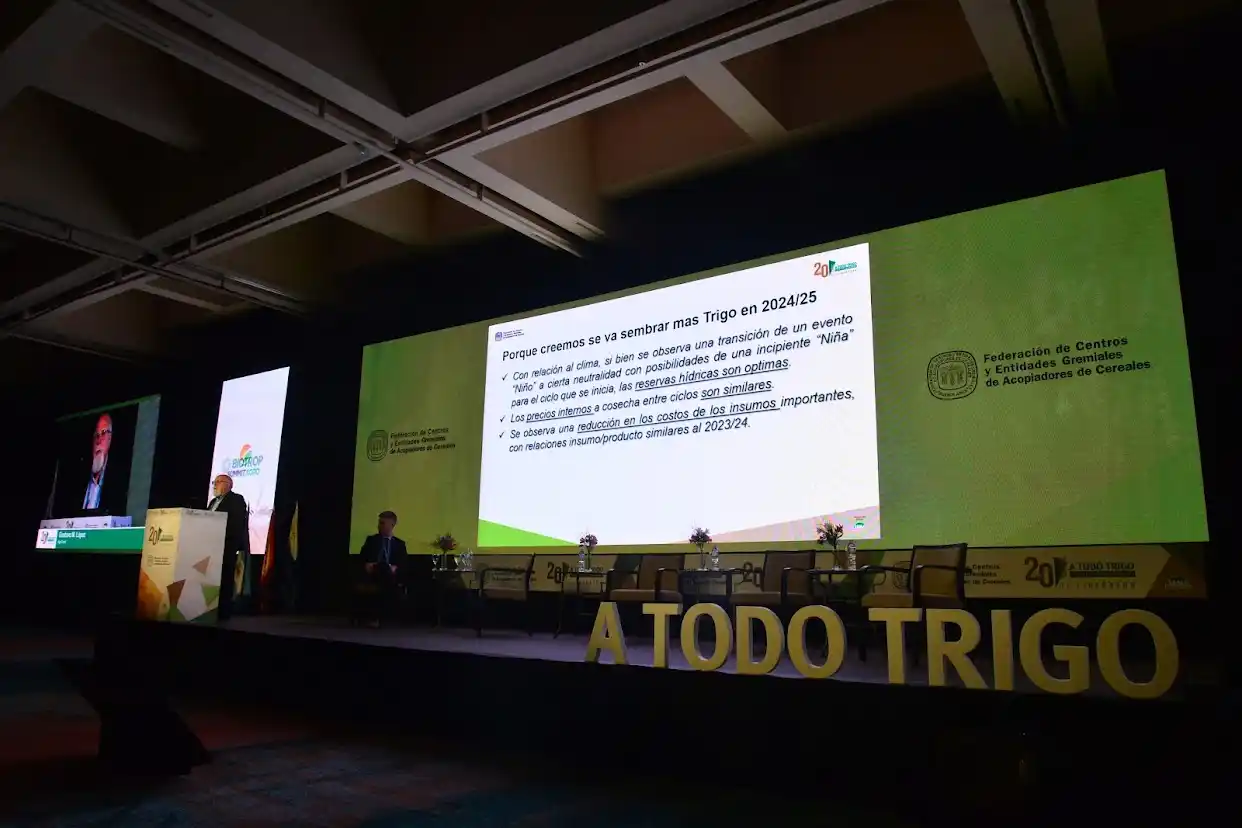 Las espigas recuperarán el terreno perdido
