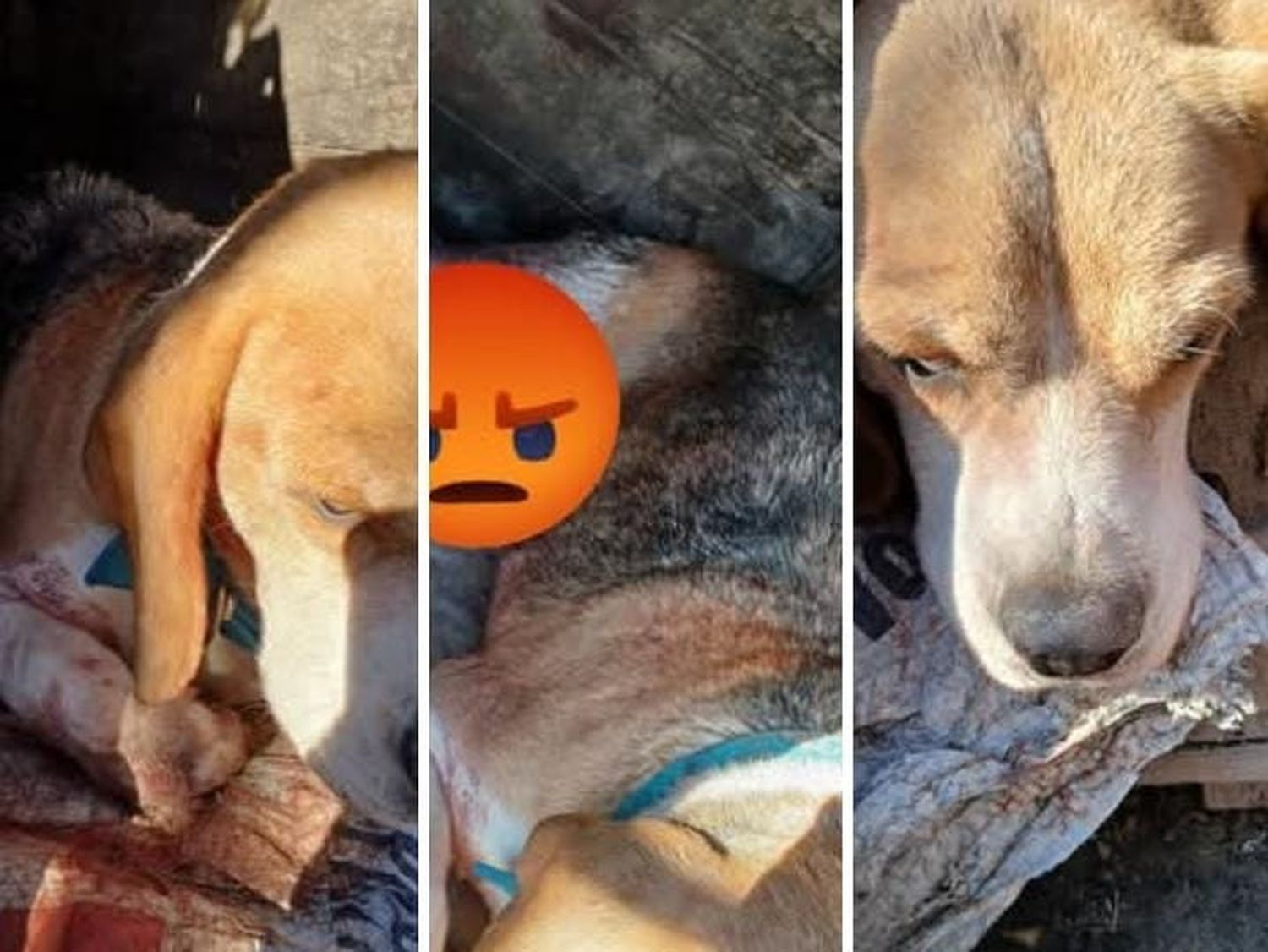Solucionado: encontraron un perrito en Bajo Puerto y buscan a sus dueños