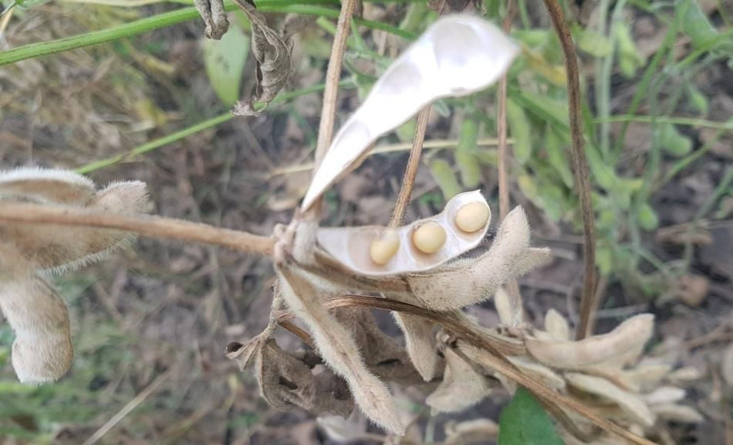 Mejora la calidad de grano de soja en Santa Fe