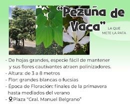 pezuña