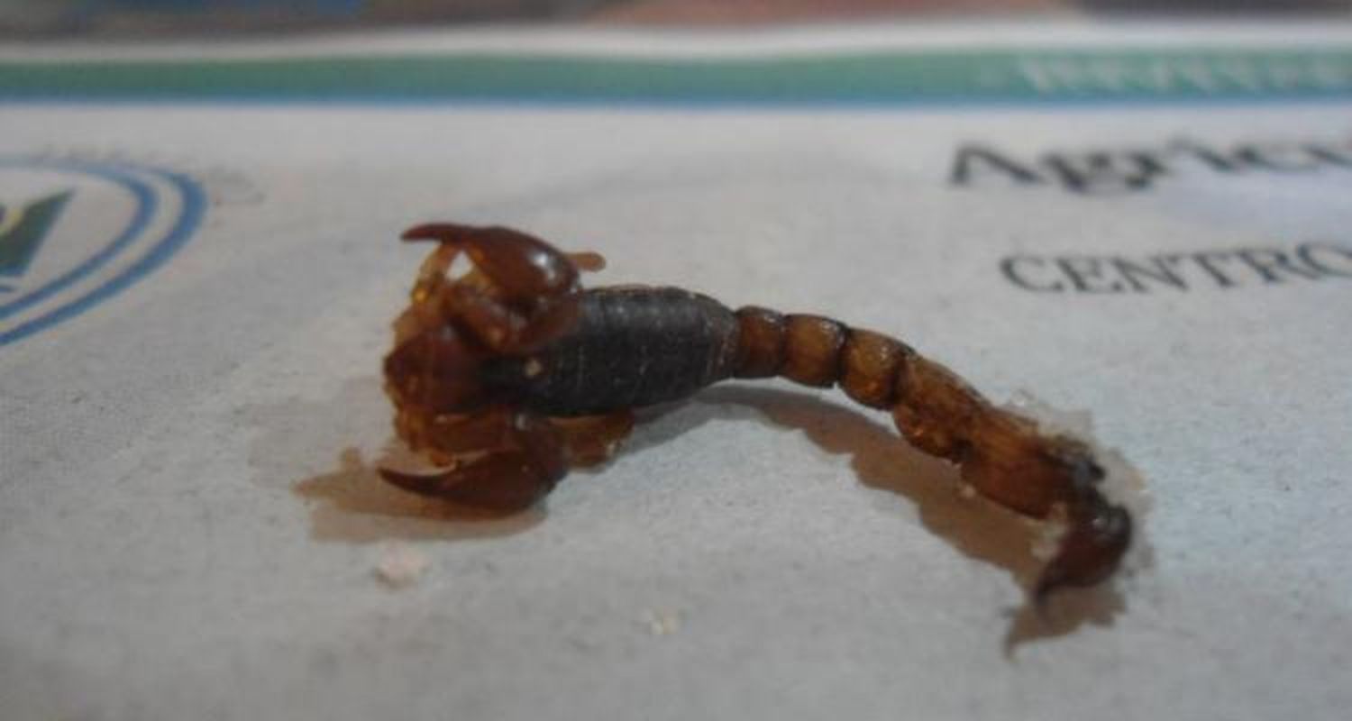 Hallan alacranes en La Tosquera