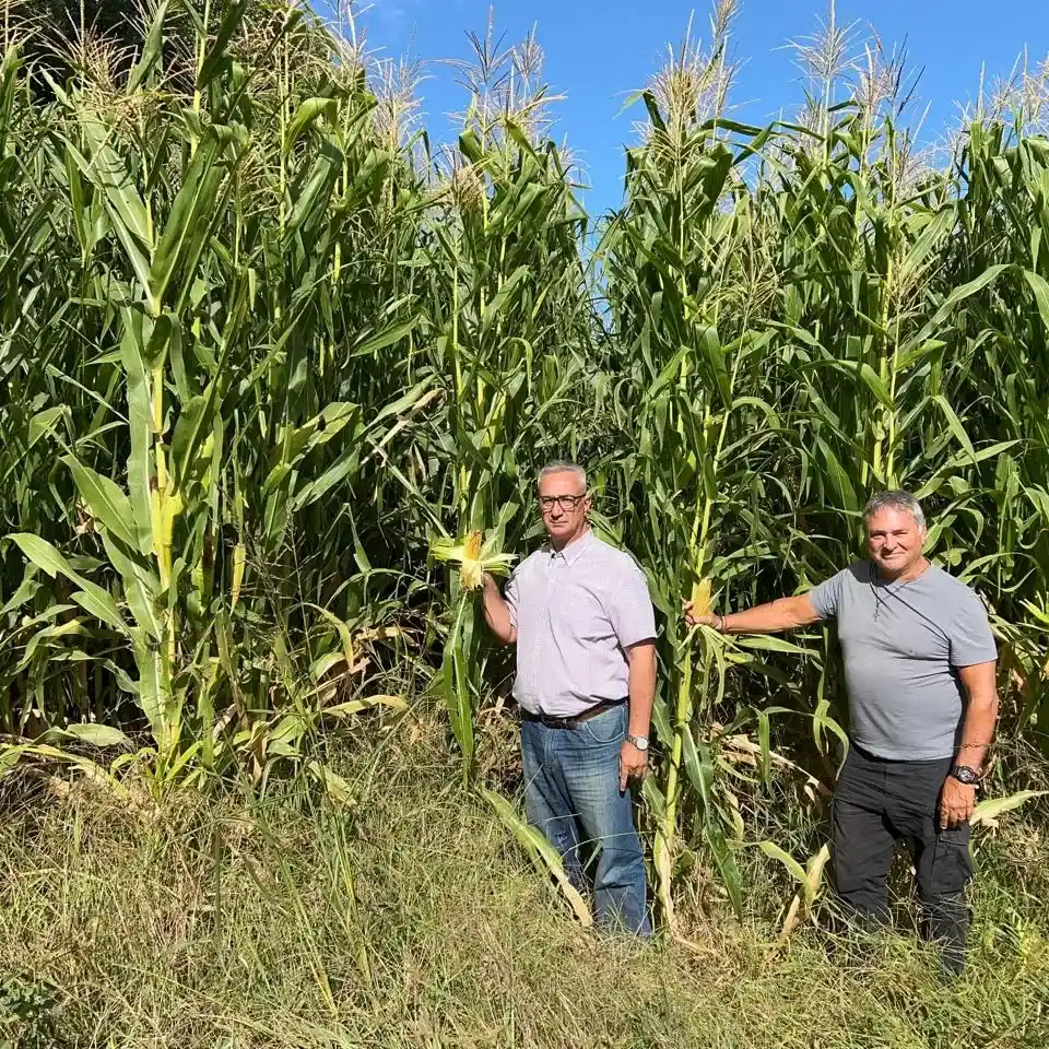 Agrosemillas del Sur SA presentará sus sorgos de alta performance en Mercoláctea 2026