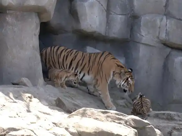 Un zoo de Alemania sacrifica a tres cachorros de tigre abandonados por su madre