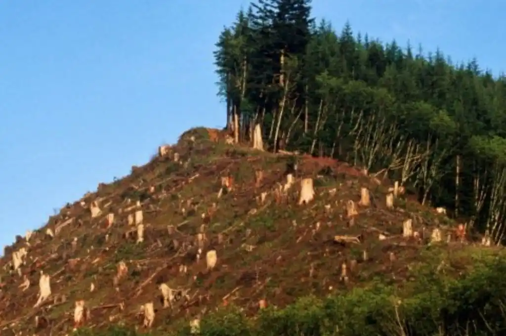 Fomentan la compra de bosques de Argentina para frenar el cambio climático