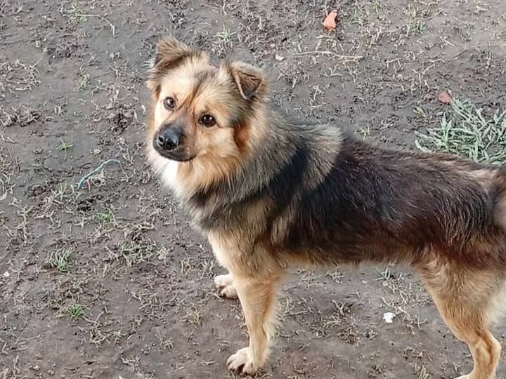Buscan al pequeño Oso