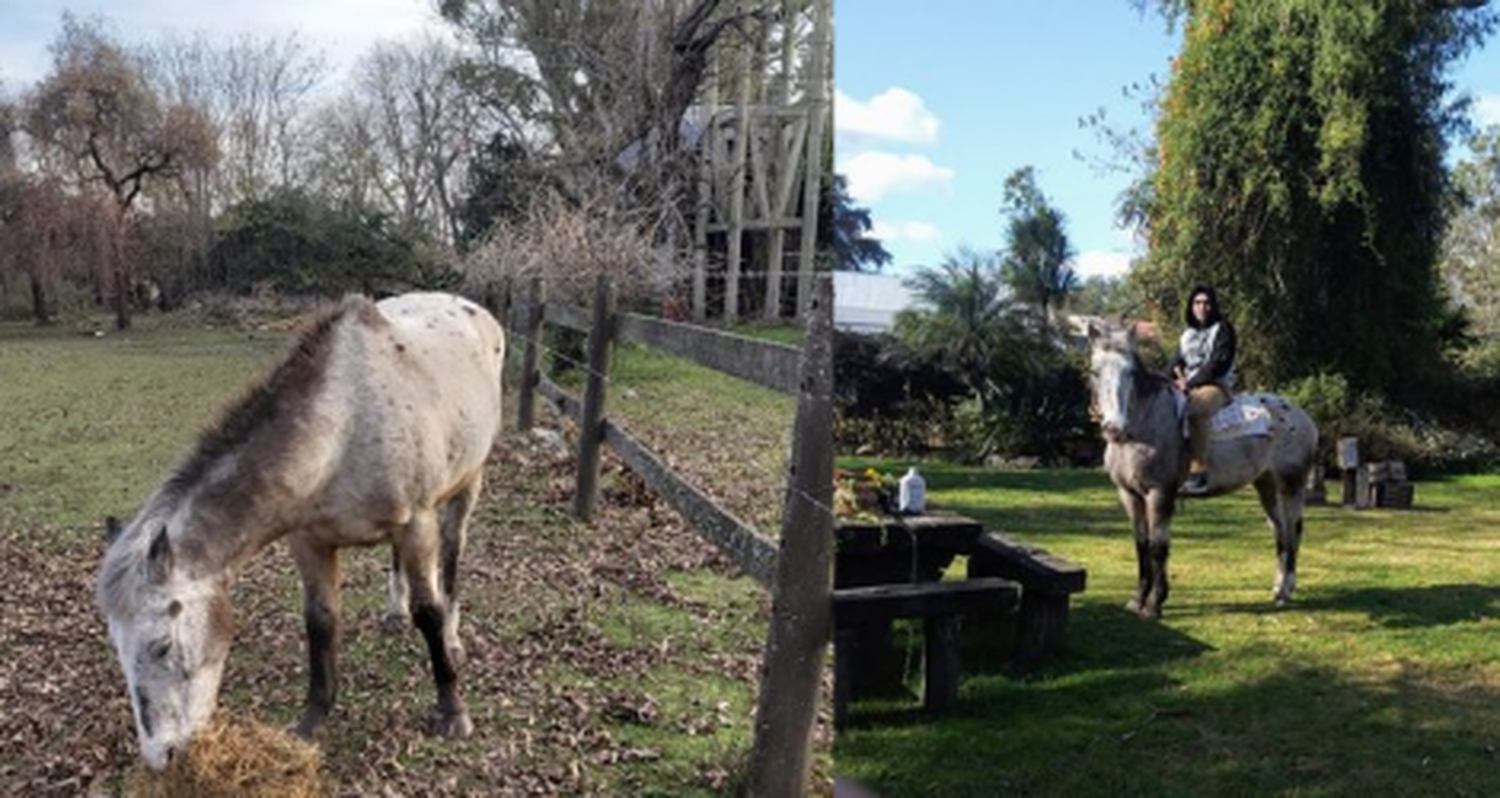 Caballos robados en La Buena Moza