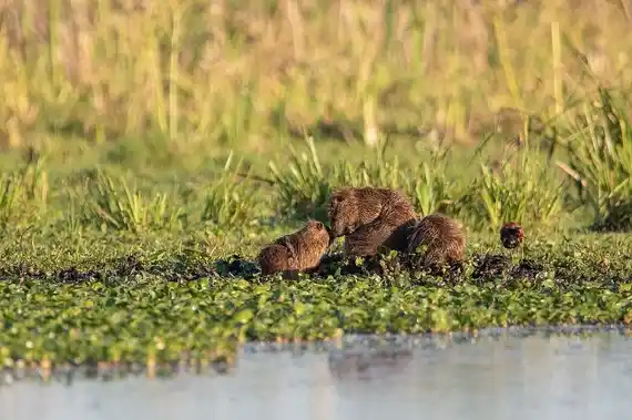 Suman reservas al Sistema de Áreas Naturales Protegidas