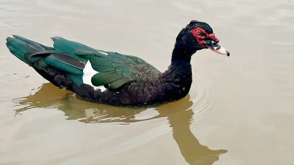 Habitantes de humedales del departamento Concordia: Pato real