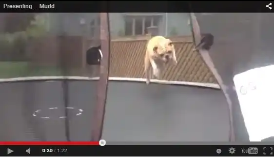 VIDEO: Conocé al perro acróbata que la pasa bomba haciendo piruetas