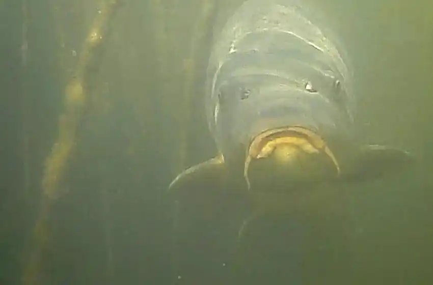 Un buzo marplatense filma un documental sobre la riqueza natural de la laguna de Punta Mogotes
