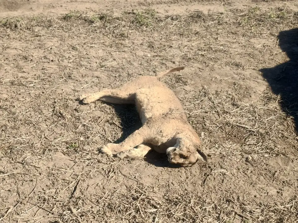 Pumas acechan nuestras latitudes siguiendo la ruta del ciervo Axis